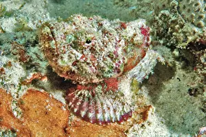 Scorpaenopsis: False stonefish (Scorpaenopsis diabolus), lying
