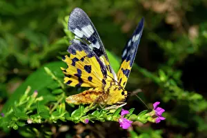 250521: False Tiger Moth on flower - Klungkung, Bali, Indonesia