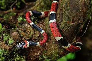 Choco: False Tree Coral, San Cipriano, Choco, Colombia