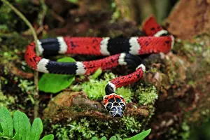 Choco: False Tree Coral, San Cipriano, Choco, Colombia