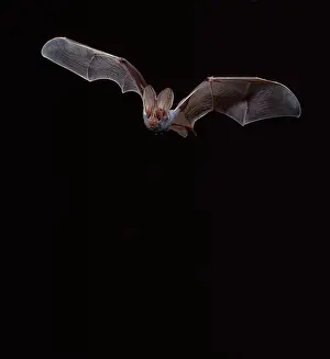 Sinister: False Vampire BAT / Ghost Bat - in flight