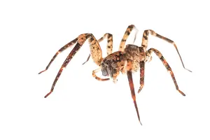 Araneae: False wolf spider (Zoropsis spinimana) against a
