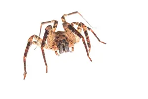 False: False wolf spider (Zoropsis spinimana) against a