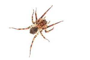 False: False wolf spider (Zoropsis spinimana) against a
