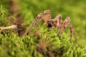 Araneae: False wolf spider (Zoropsis spinimana) walking on
