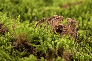 False: False wolf spider (Zoropsis spinimana) walking on