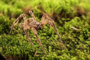 False: False wolf spider (Zoropsis spinimana) walking on