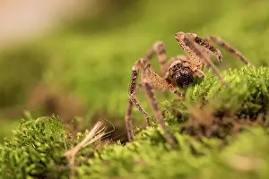 False: False wolf spider (Zoropsis spinimana) walking on
