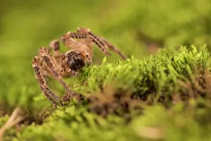 False: False wolf spider (Zoropsis spinimana) walking on