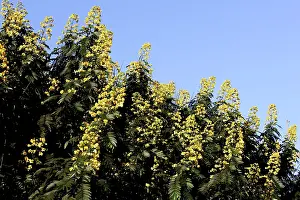Regia: Fame tree