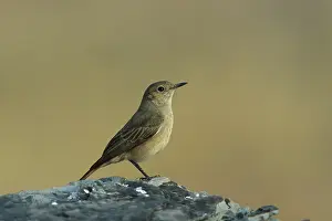 Familiar: Familiar CHAT