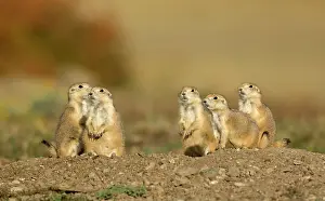 Cynomys: Family of Black-tailed Praire Dogs - At entrance