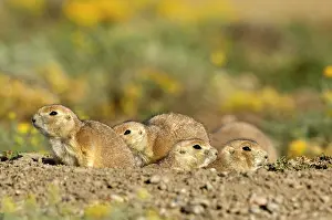 Cynomys: Family of Black-tailed Praire Dogs - Looking out of burrow