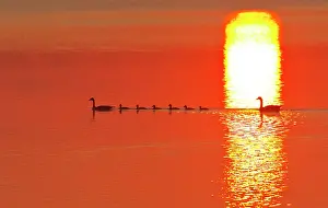 Rising: Family of Canada geese silhouetted by rising