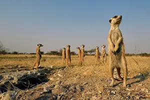 Makgadikgadi: Family Meerkat (Suricata suricatta), stand in the