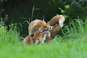 Competitions: Family of Red Foxes fighting over a chick England