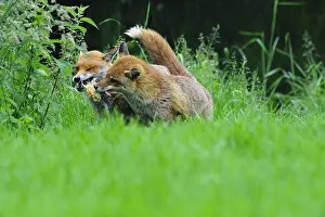 Competitions: Family of Red Foxes fighting over a chick England