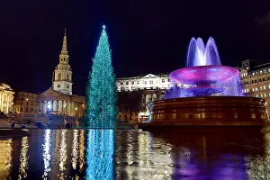 Trafalgar: The famous Christmas Tree has been erected and