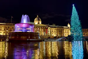 Trafalgar: The famous Christmas Tree has been erected and
