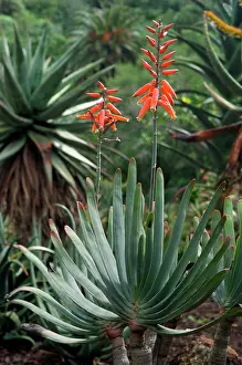 Aloes: Fan Aloe - Botanical Gardens