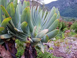 Aloes: Fan Aloe. Kirstenbosch National Botanical Garden