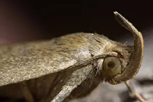 Erebidae: Fan-foot (Zanclognatha tarsipennalis)