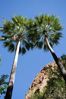 Livistona: Fan Palm