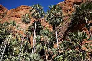 Victoriae: Fan Palm
