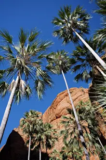 Victoriae: Fan Palm