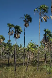 Livistona: Fan Palm