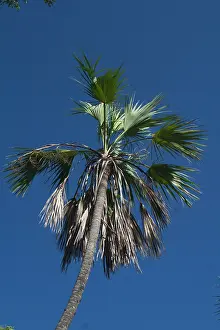 Livistona: Fan Palm