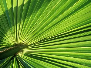 Livistona: Fan Palm