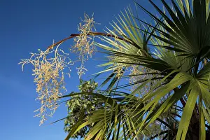 Livistona: Fan Palm flower