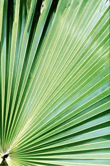 Frond: FAN PALM FROND