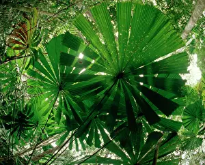 Ramsayi: Fan Palm - With sunlight from above - Lowland rainforest