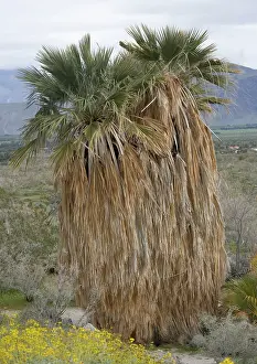 Filifera: Fan Palms - in the Sonoran desert
