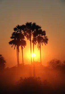 Palms: FAN PALMS - at sunrise