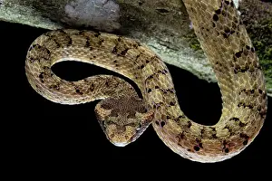 Cornutus: Fan Si Pan Horned Pit Viper (Protobothrops cornutus)