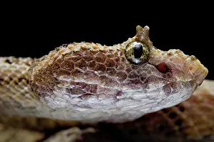 Cornutus: Fan Si Pan Horned Pit Viper (Protobothrops cornutus)