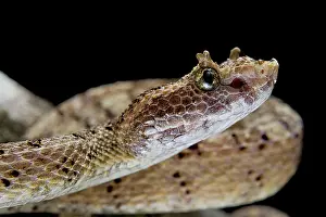 Cornutus: Fan Si Pan Horned Pit Viper (Protobothrops cornutus)