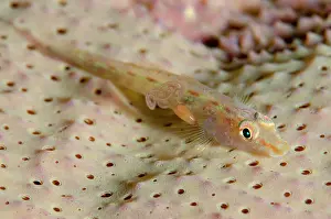Sponge: Fan-sponge Ghostgoby with Copepod parasite