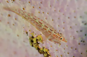 Elongata: Fan-sponge Ghostgoby on sponge Kareko Batu dive