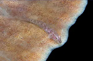 Sponge: Fan-sponge Ghostgoby - on sponge (Porfiera Phylum)