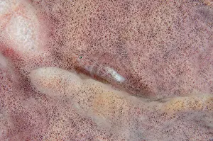 Sponge: Fan-sponge Ghostgoby - on sponge (Porfiera Phylum)