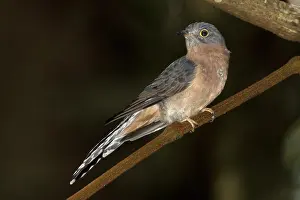 Cuckoos: Fan-tailed Cuckoo
