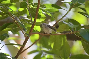 Gerygone: Fan-tailed Gerygone