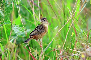 Juncidis: Fan-tailed Warbler - with food in beak
