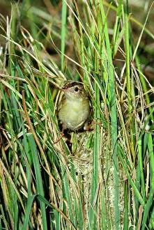 Cisticolas: Fan-tailed / Zitting CISTICOLA / Fan-tailed Warbler