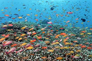 Landmarks: Fancy Basses (Anthiinae), Great Barrier Reef, UNESCO