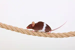Rope: Fancy Mouse balancing on a rope, a domesticated